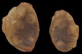 Three Fossil Jellyfish (Octomedusa) Pos/Neg - Illinois #120722-2